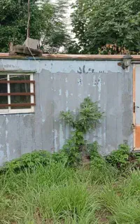 کانکس ۶ متری