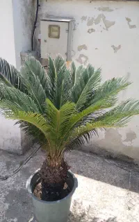 گیاه سیکاس