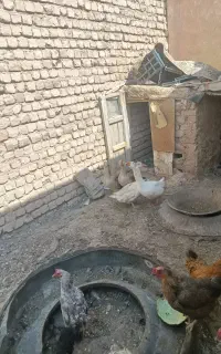 غاز