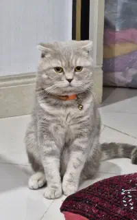 گربه اسکاتیش فولد نر