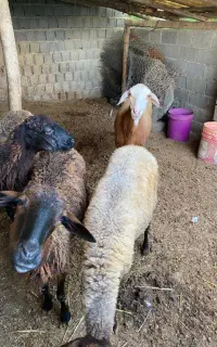 گوسفند