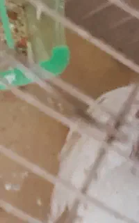بلدرچین معمولی و منیاتوری