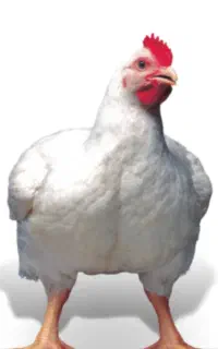 مرغ گوشتی 195