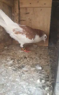 کبوتر گم