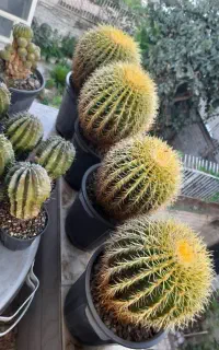 فروش کاکتوس