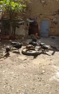 بقلمون  مهدیشهر