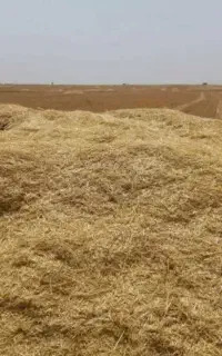 کاه جو
