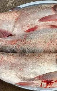 فروش ماهیان گرم آبی