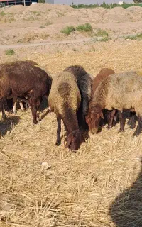 تعداد ۱۱۰ راس میش جوان ۳ ماه آبستن