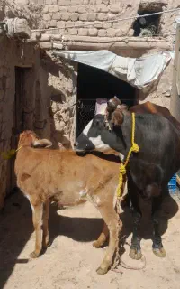 گاو با گوساله