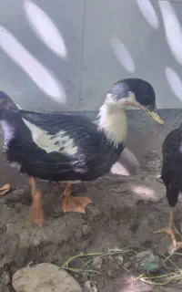 مرغ و خروس و اردک