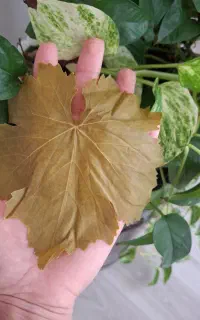 برگ مو نازک در آب نمک