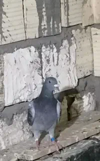6عدد جوجه مسافتی فروشی