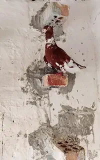 کبوتر کاکلی بغدادی
