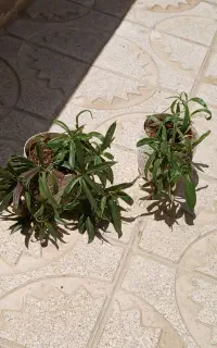 فروش گل