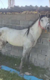 اسب