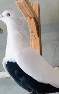 گمشده
