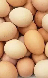 تخم نطفه دار گلین لری و مرغابی