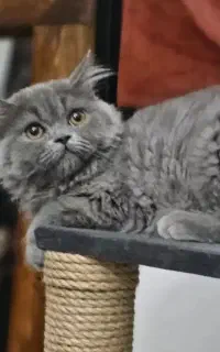 گربه گمشده طوسی