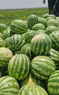 هندوانه فروشی