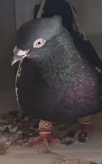 فروش کبوتر