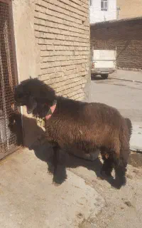 بره نر تخمی