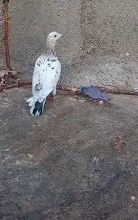 هفترنگ‌ماده