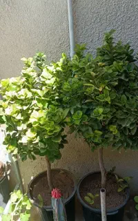 گل و گیاه