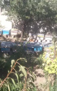زنبور عسل