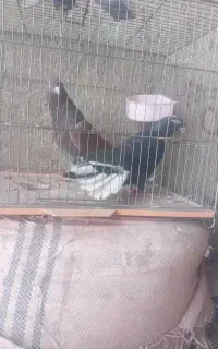 کبوتر جفت تهرانی ساعتی