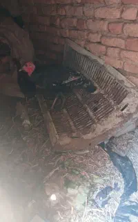 بقلمون