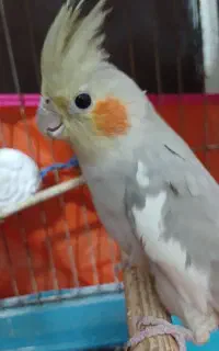 عروس هلندی ماده