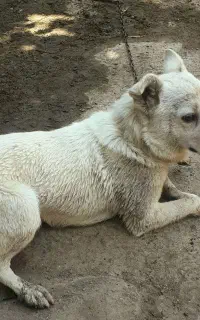 سگ  روباهی