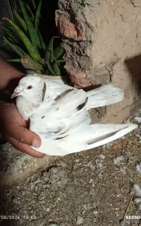 جفت جوجه سار کاکلی