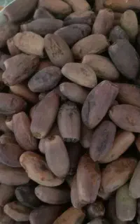 دیری یا خرما خشک تاره وگوشتی