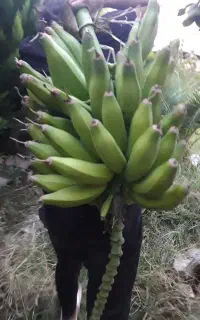 درخت موز با ثمردهی عالی