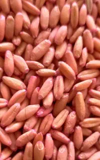 یونجه و شبدر380تا490 با ضمانت نامه از 600تا1200