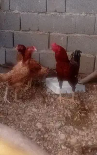مرغ و خروس