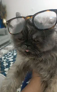 حیوان