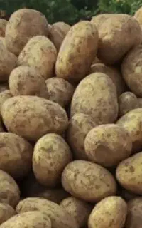 بذر سیب زمینی پانامرا ۴۰۲ به مقدار یک تن و نیم.