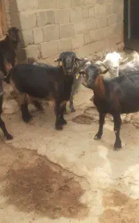 ۵تا بز