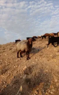 فروش قوچ