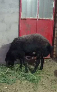 بره نر قره غزل