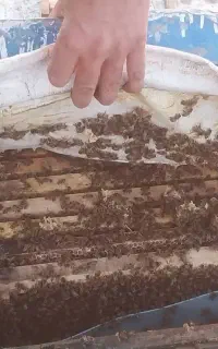 گرده گل زنبور عسل