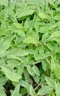 نشا( شتیل) گوجه