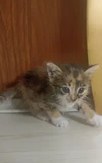 واگذاری بچه گربه