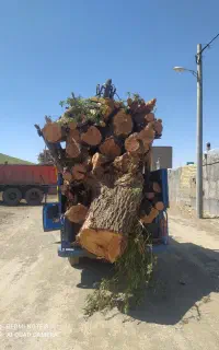 هرس درخت وخریده چوبه