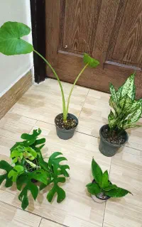 پک گل های آپارتمانی /با ارسال