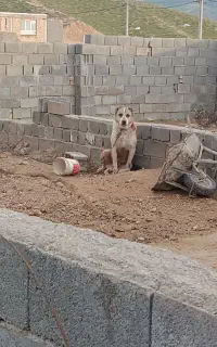 سگ آدمی درجه یک