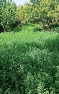 فروش یونجه